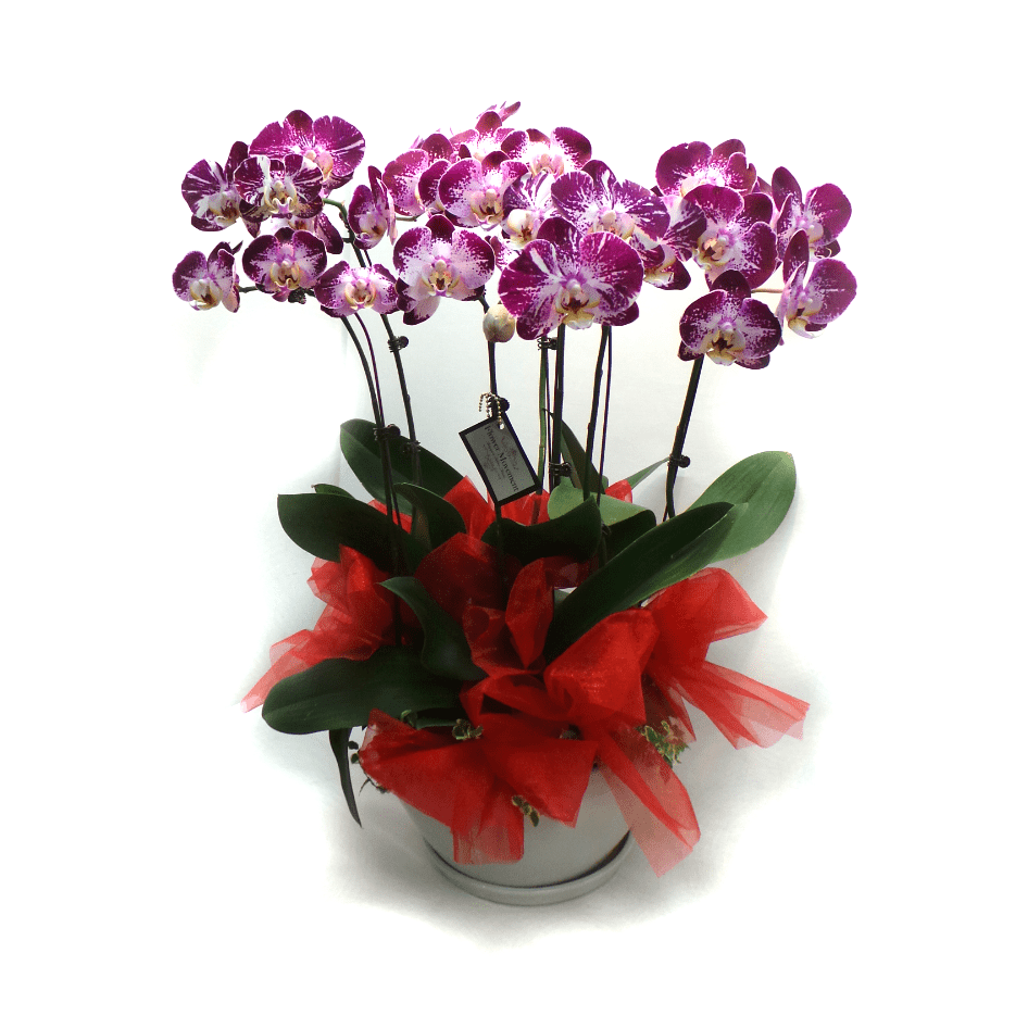 Fresh Flower Arrangement home decor, plant, events, garden AFT0116