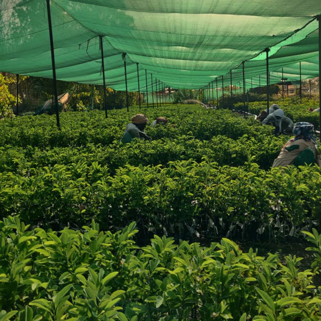 Green Netting Sun Shade 50% Gardening Mesh Aacc333