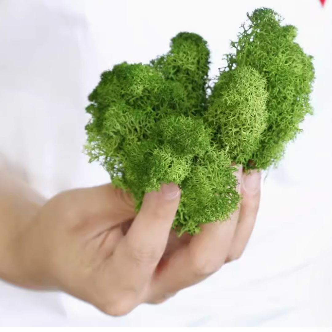 Moss Natural, decoration, home decor, events  Aacc353