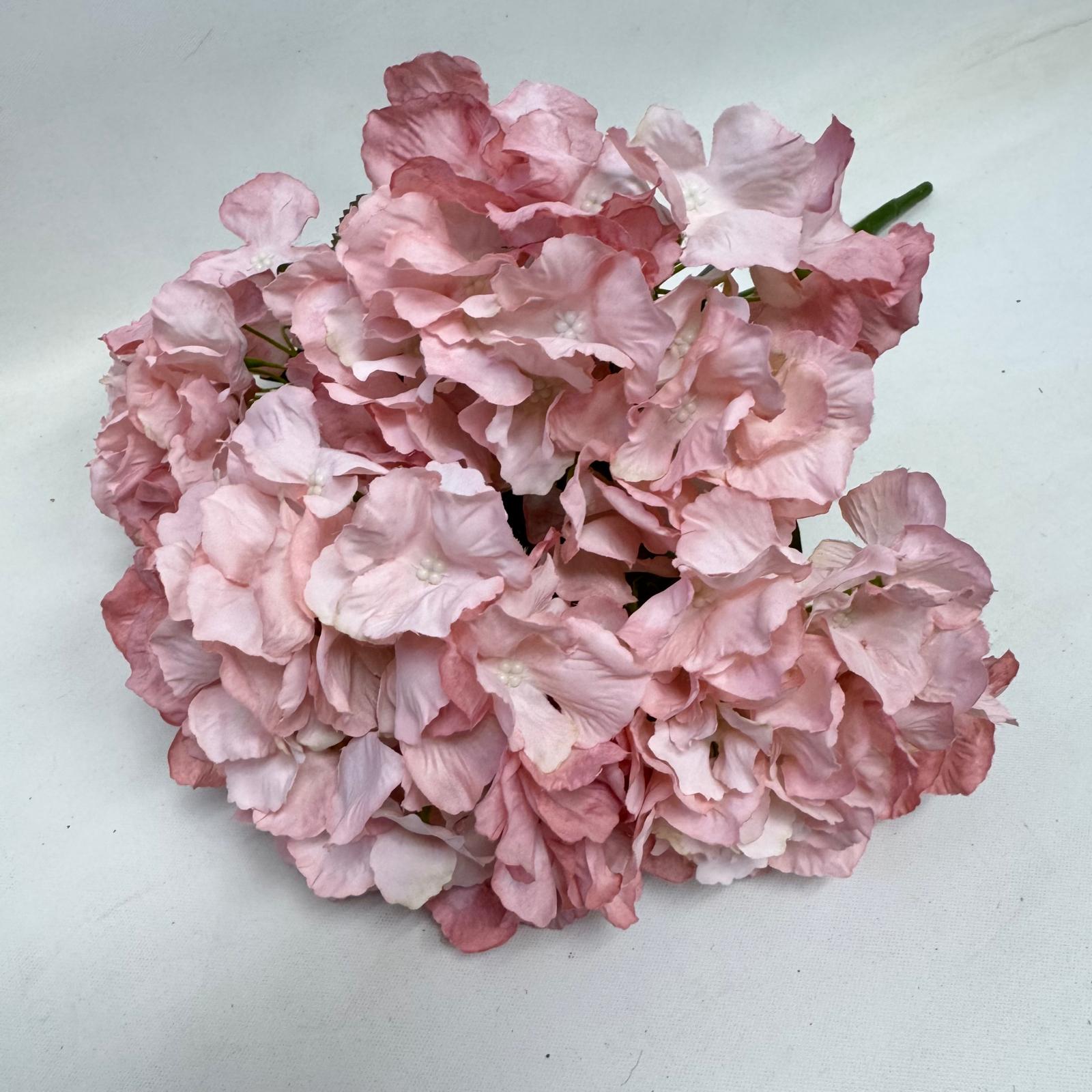 Hydrangea Bush x 5 flowers head per bush Afaux103