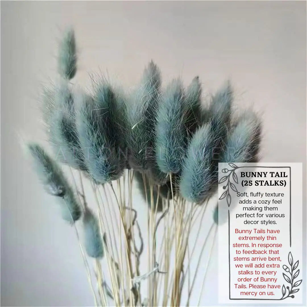 Flowers Bunny Tails (Dried flowers) home decor, events Afaux678