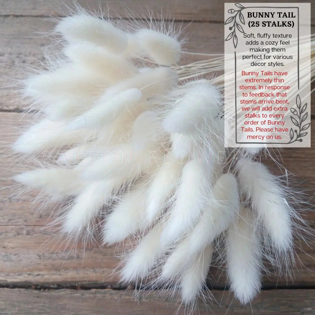 Flowers Bunny Tails (Dried flowers) home decor, events Afaux678