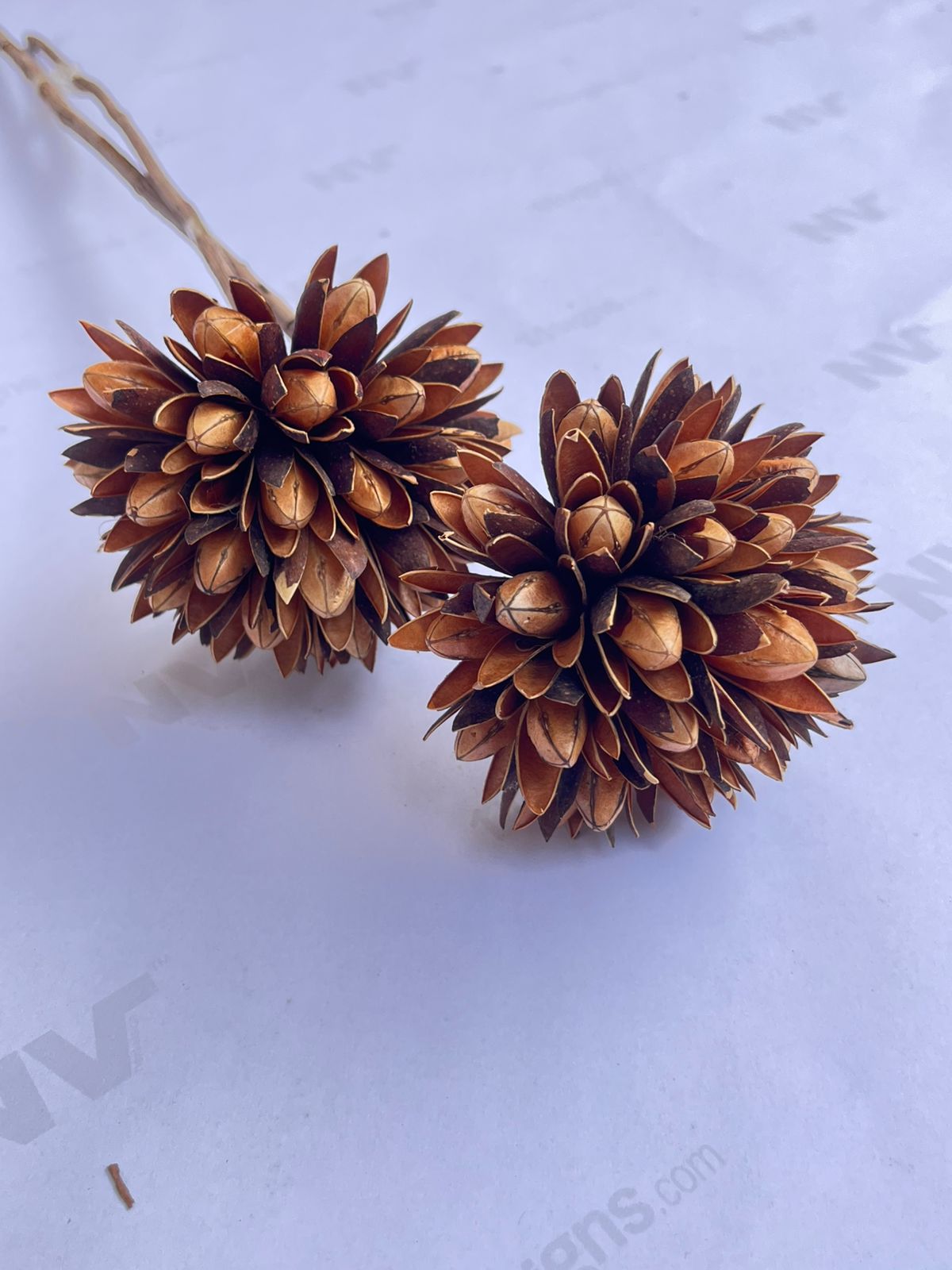 Dried Flowers for home decor, events Afaux807