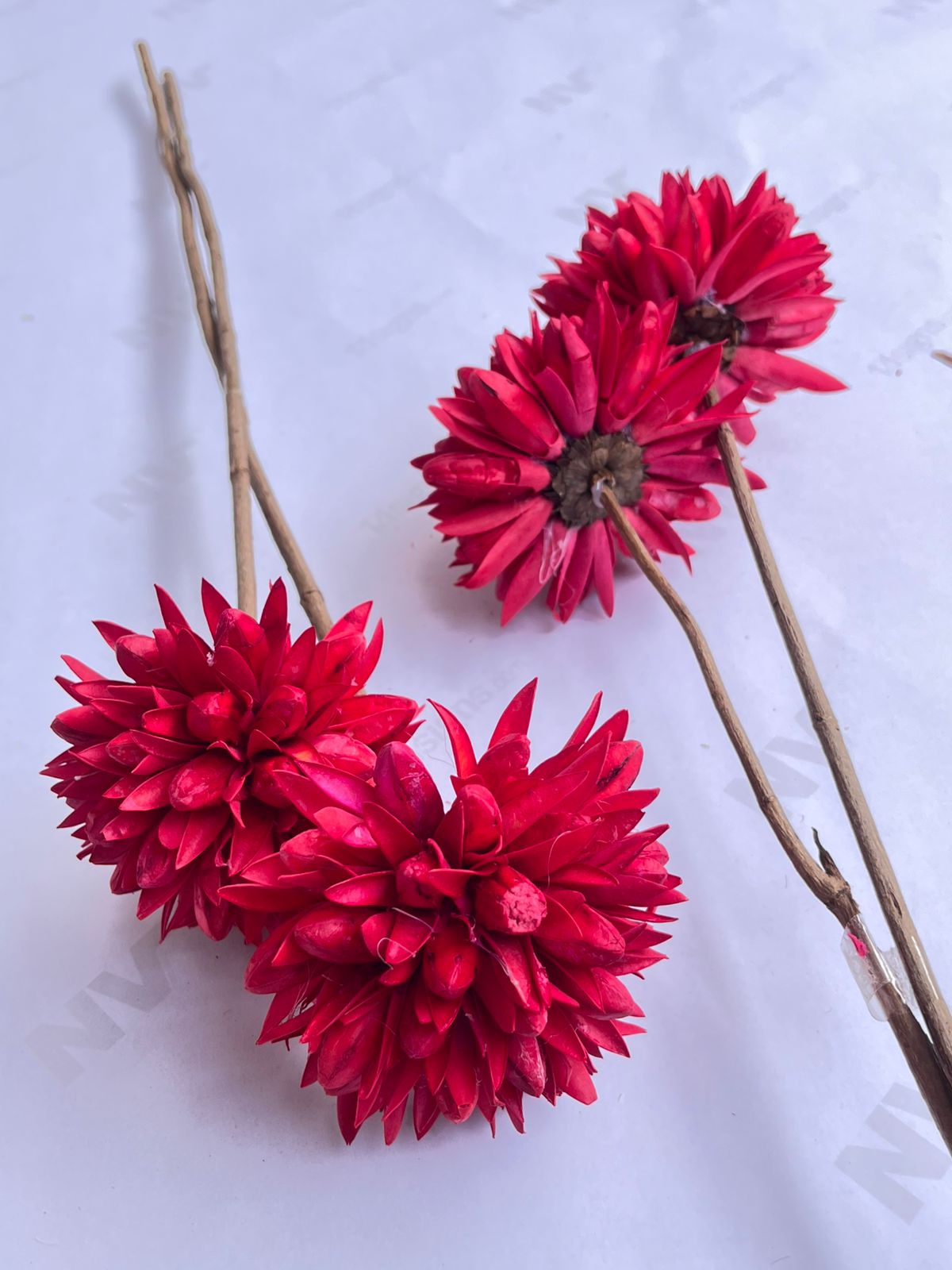 Dried Flowers for home decor, events Afaux807