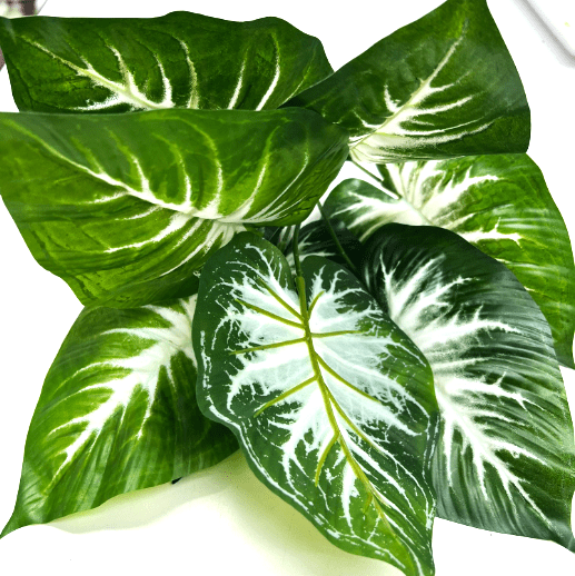 Plant Philodendron Zebra artificial, home decor, indoor, garden Afoil0121