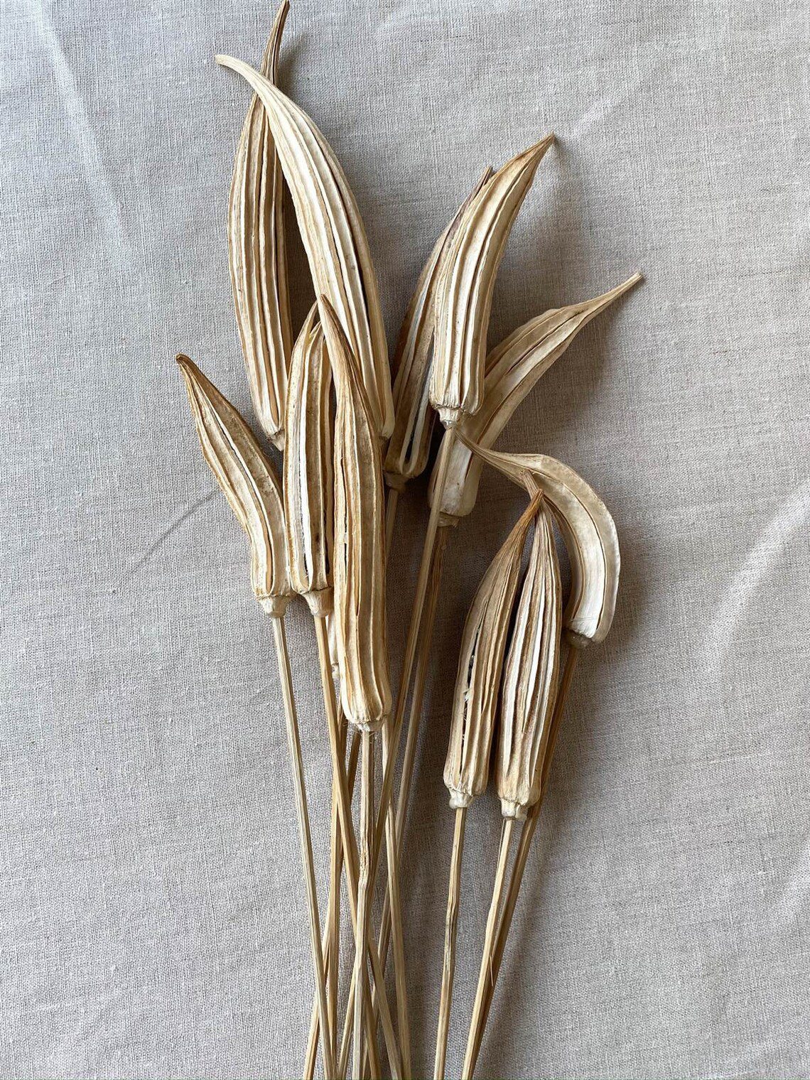Dried Okra Pods (5 Sticks ) on Stems 60cm: Rustic Decor with a Natural Touch Afoil0130