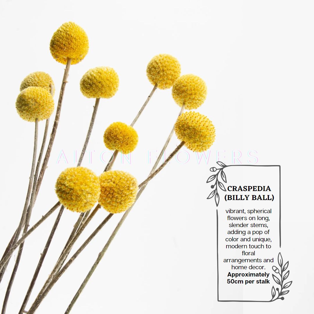 Dried Craspedia Billy ball (5 Stalks) Afoil032