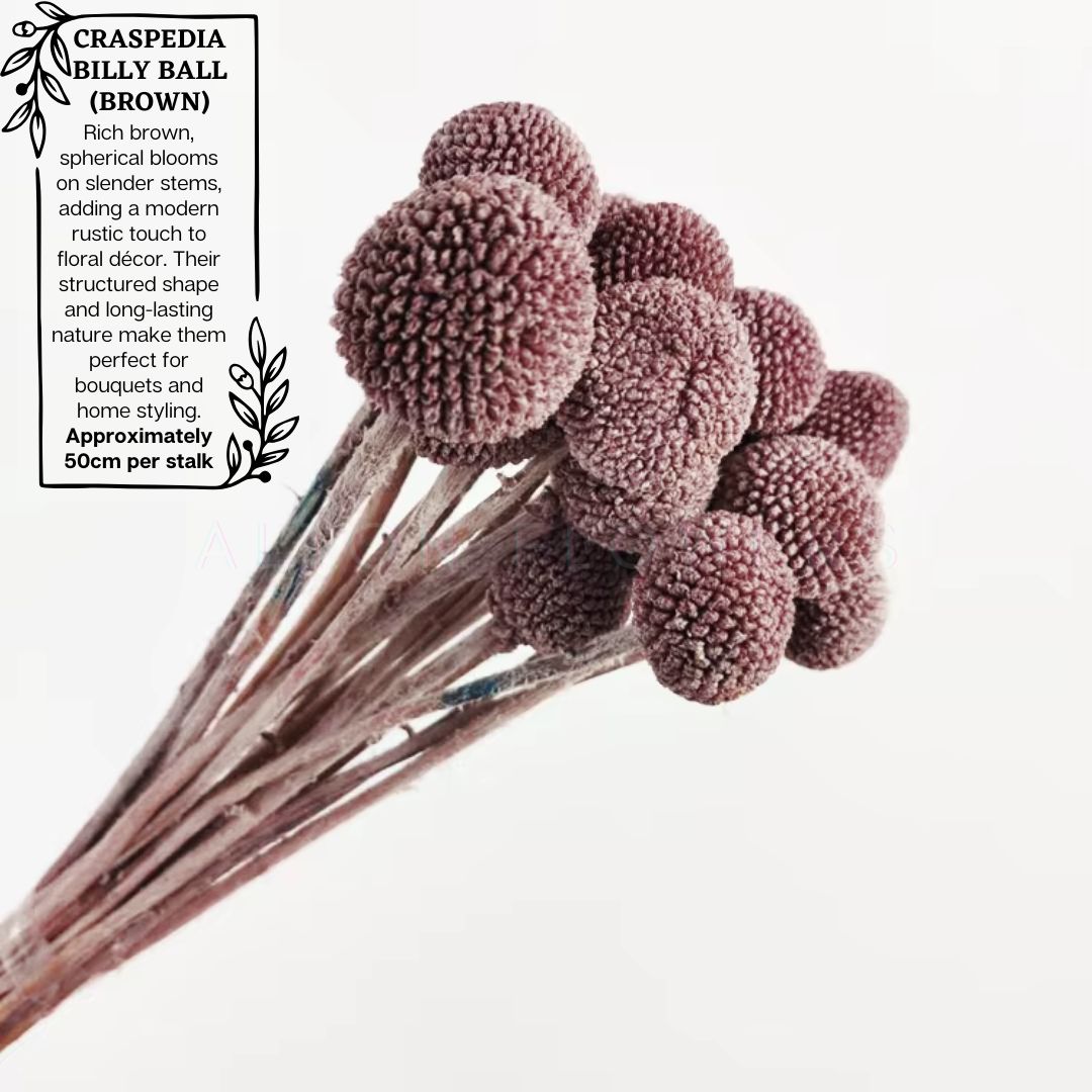 Dried Craspedia Billy ball (5 Stalks) Afoil032