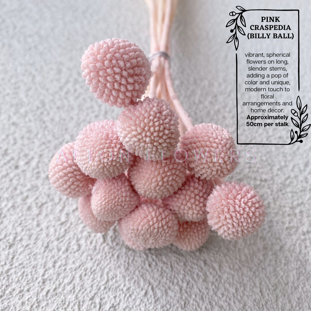 Dried Craspedia Billy ball (5 Stalks) Afoil032