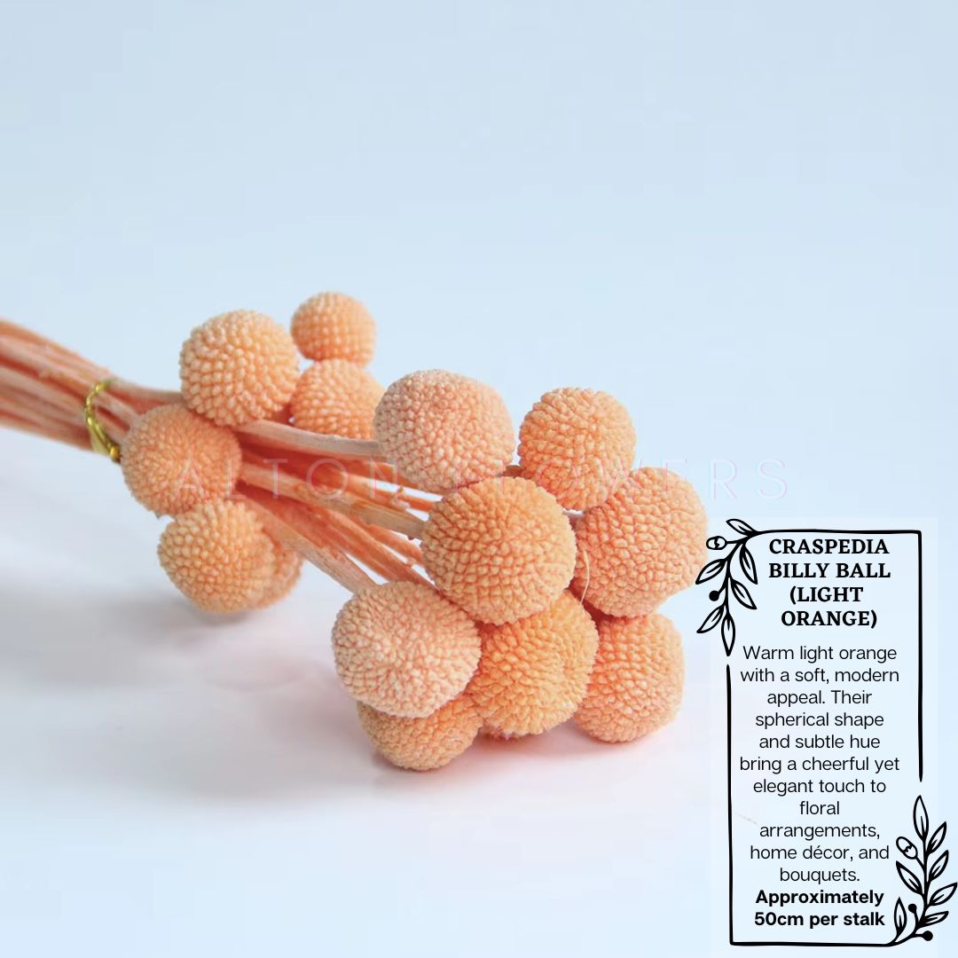 Dried Craspedia Billy ball (5 Stalks) Afoil032