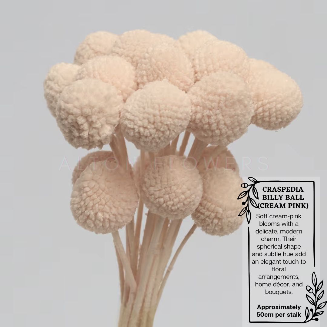 Dried Craspedia Billy ball (5 Stalks) Afoil032