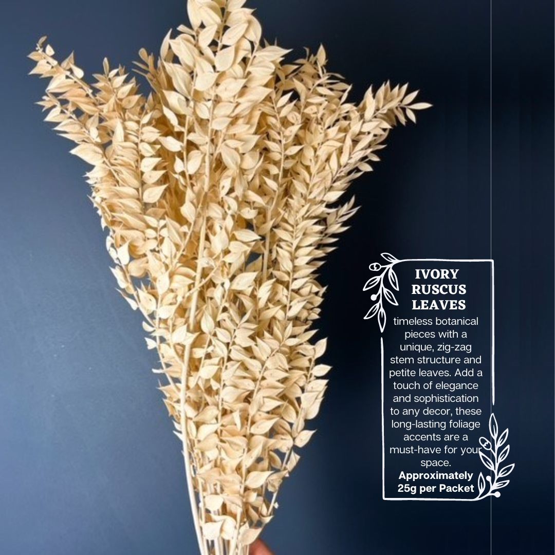 Dried ivory Ruscus leaves in 25g bundle, preserved foliage for home decor and event arrangements, by Alton Flowers.