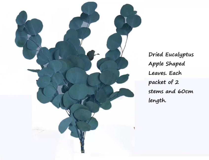 Natural preserved blue-green round leaf eucalyptus stems in a bouquet for wedding or home decor floral arrangements.