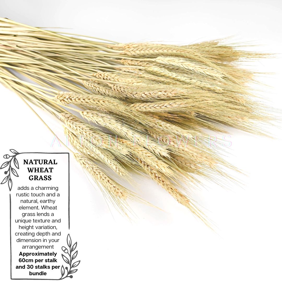 Dried Wheat Dry Flowers (60 Stalks) Wheat Bush, flower, home deco, events, garden Afoil090