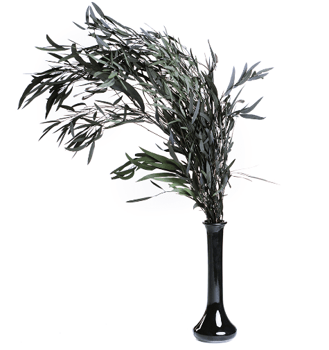 Dry Flower, Dry Leaves, Natural EUCALYPTUS NICOLY 60g/pack Afoil144