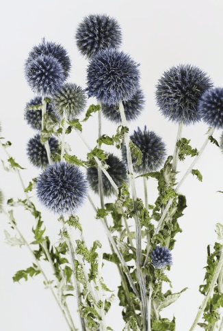 Natural Dried Echinops Globe Thistle (55g) Dried Flower Decoration Afoil145
