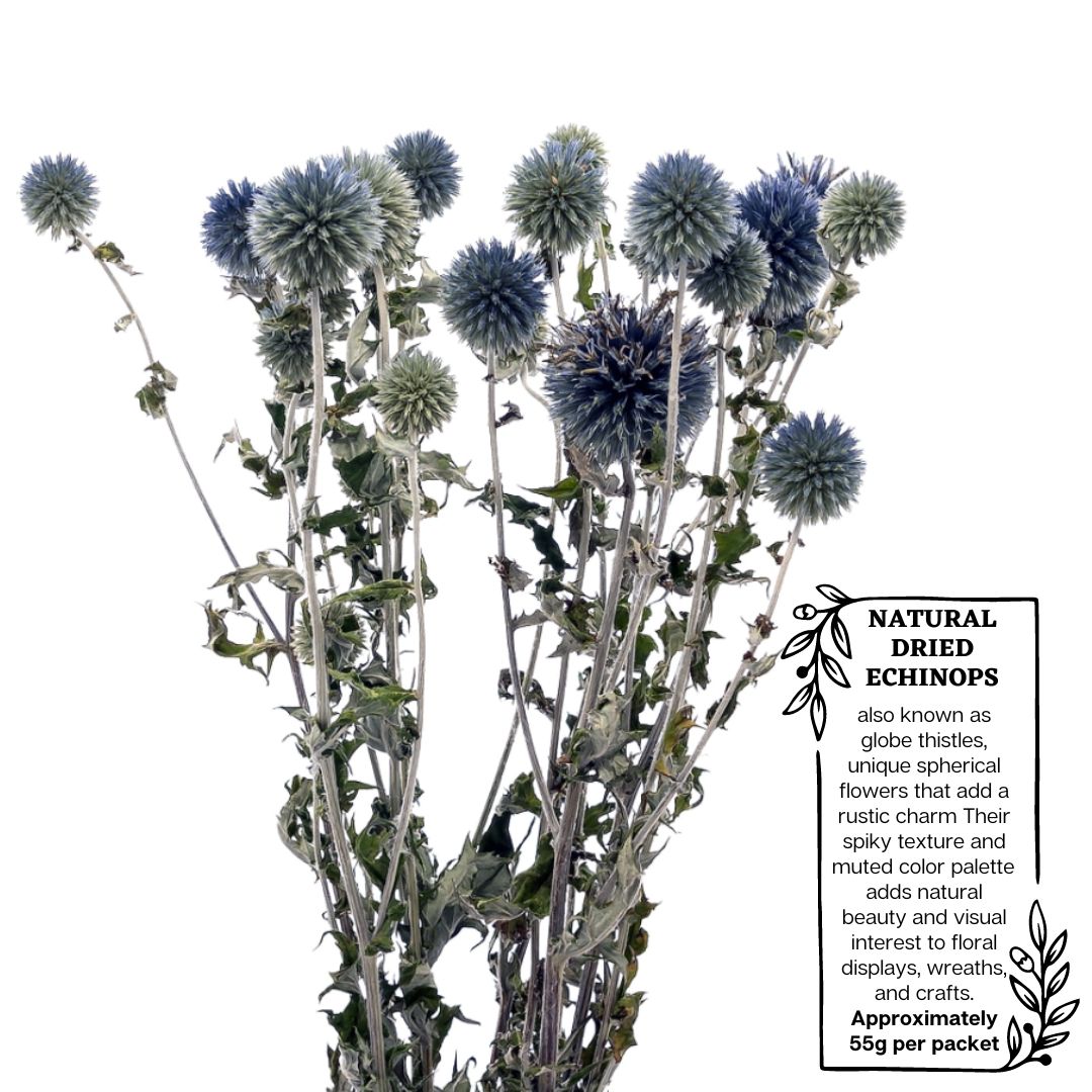 Dried Echinops