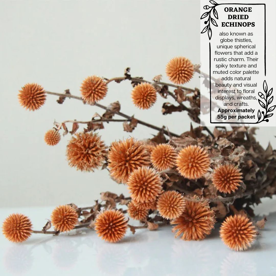 Natural Dried Echinops Globe Thistle (55g) Dried Flower Decoration Afoil145