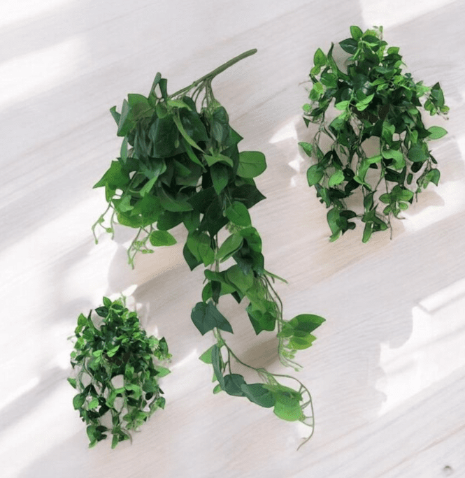 Plant Hanging Moneyplant (all green) Bush, philodendron, home decor, events. Afoil209