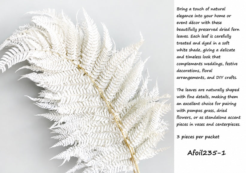 Dried White Fern Leaves – 3pcs per Pack