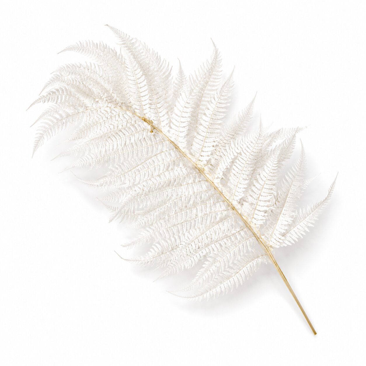 Dried White Fern Leaves – 3pcs per Pack