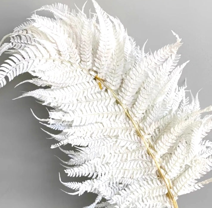Dried White Fern Leaves – 3pcs per Pack