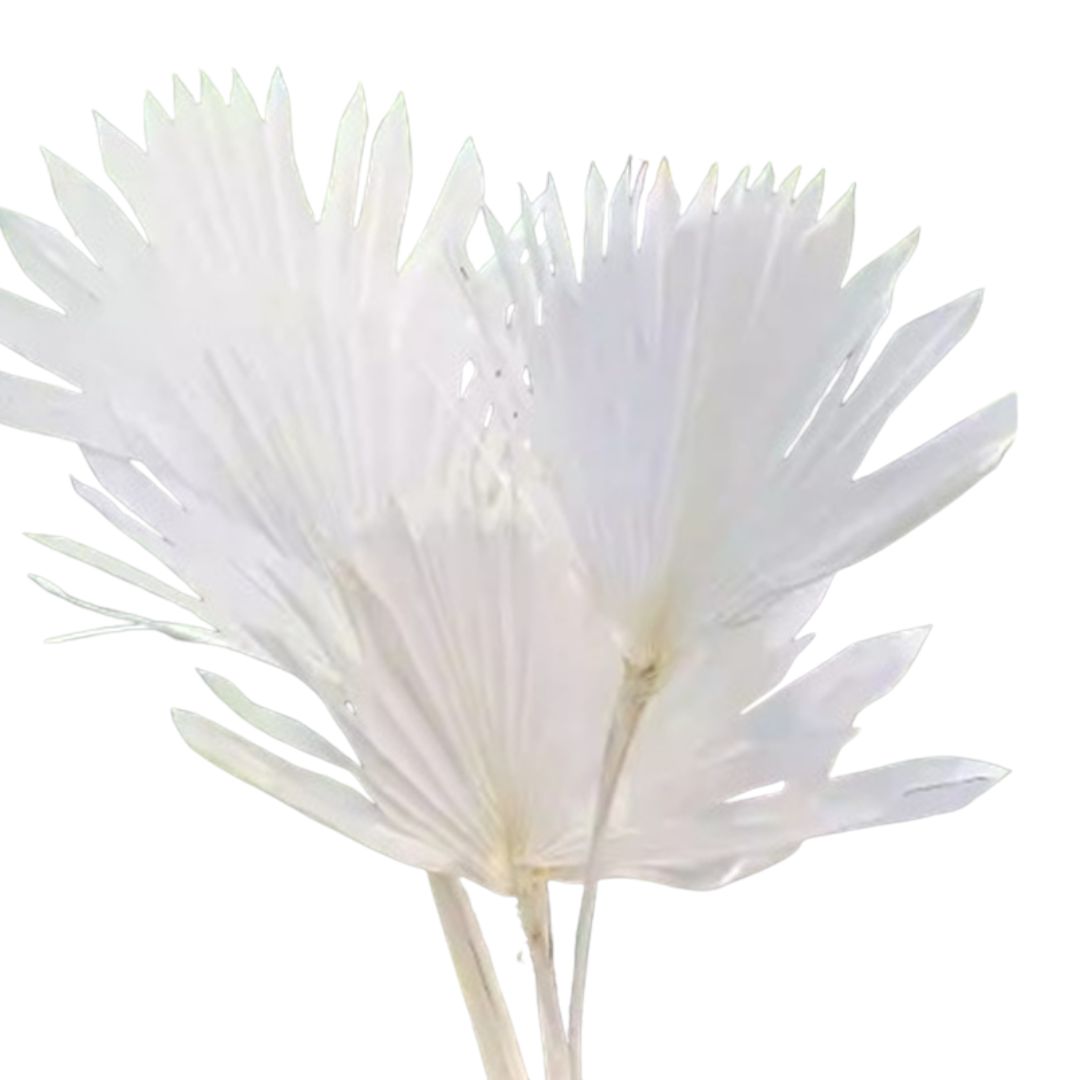 Dried White Palm Leaf, dry flowers, home decor, events