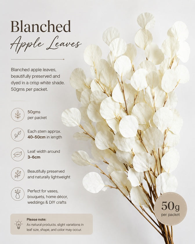 Dried White Apple Leaves, dry flowers, home decor, events