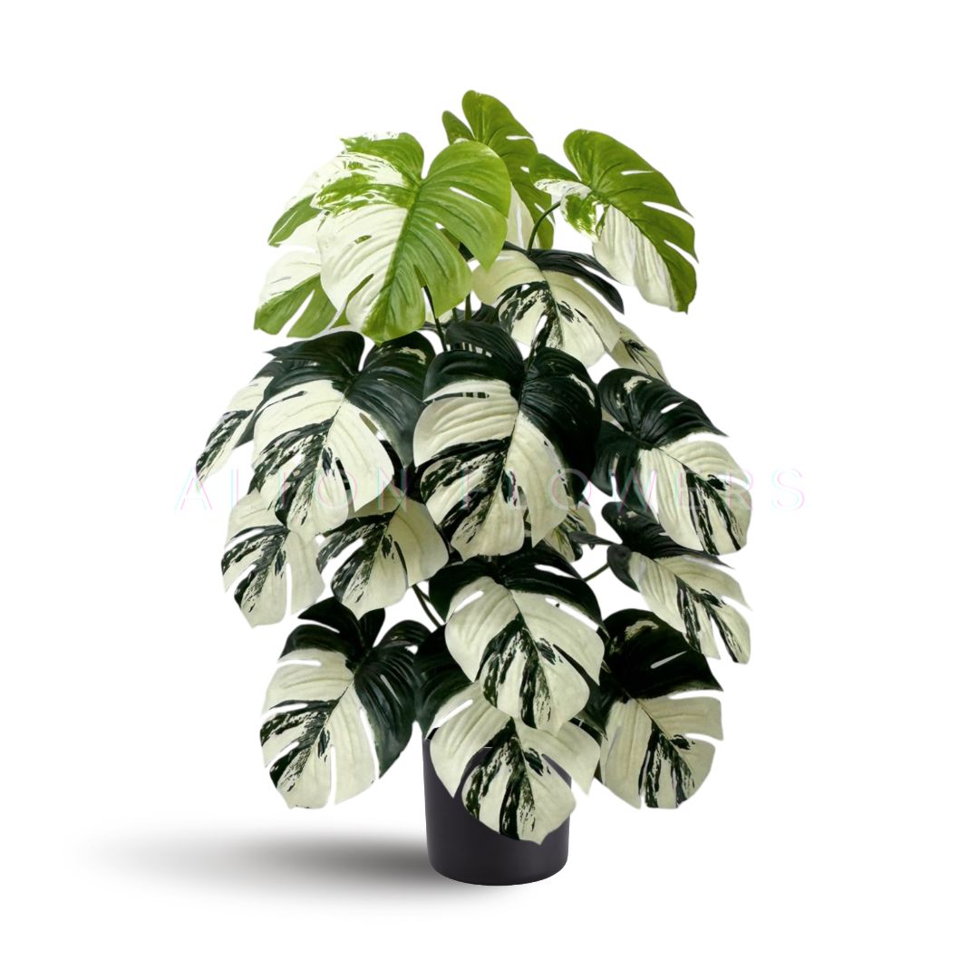 75cm (24 Leaves) Artificial Plant Variegated Monstera Albo with black plastic cemented pot, home decor, garden, events Aplant1002c