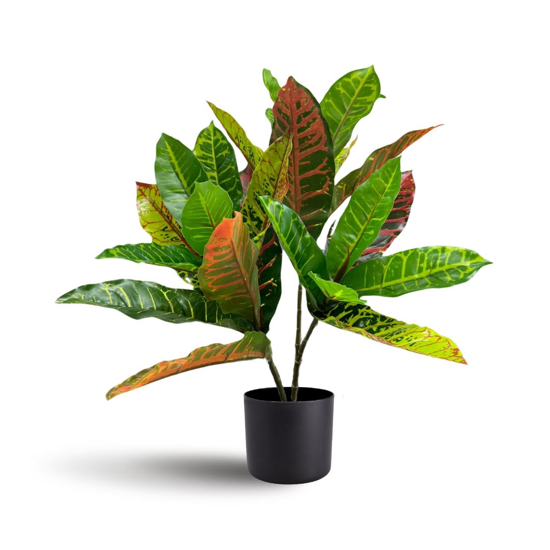 Croton Plant
