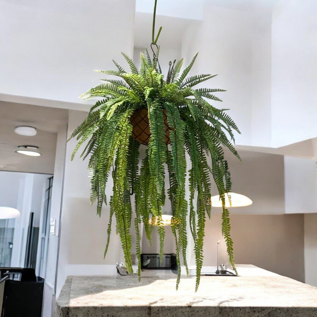 Artificial Plant Hanging Polypody Ferns in Cocohusk Basket Plant Decor Plant Decor, home, events Aplant1084