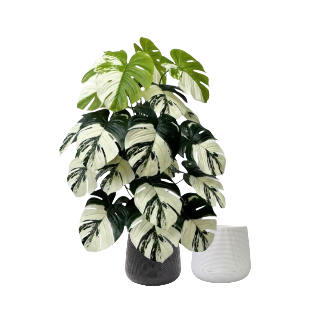 75cm Plant Artificial Variegated Monstera Albino Plant, Money Plant, shrubs, foilages, Plant 24 leaves Aplant1110-3
