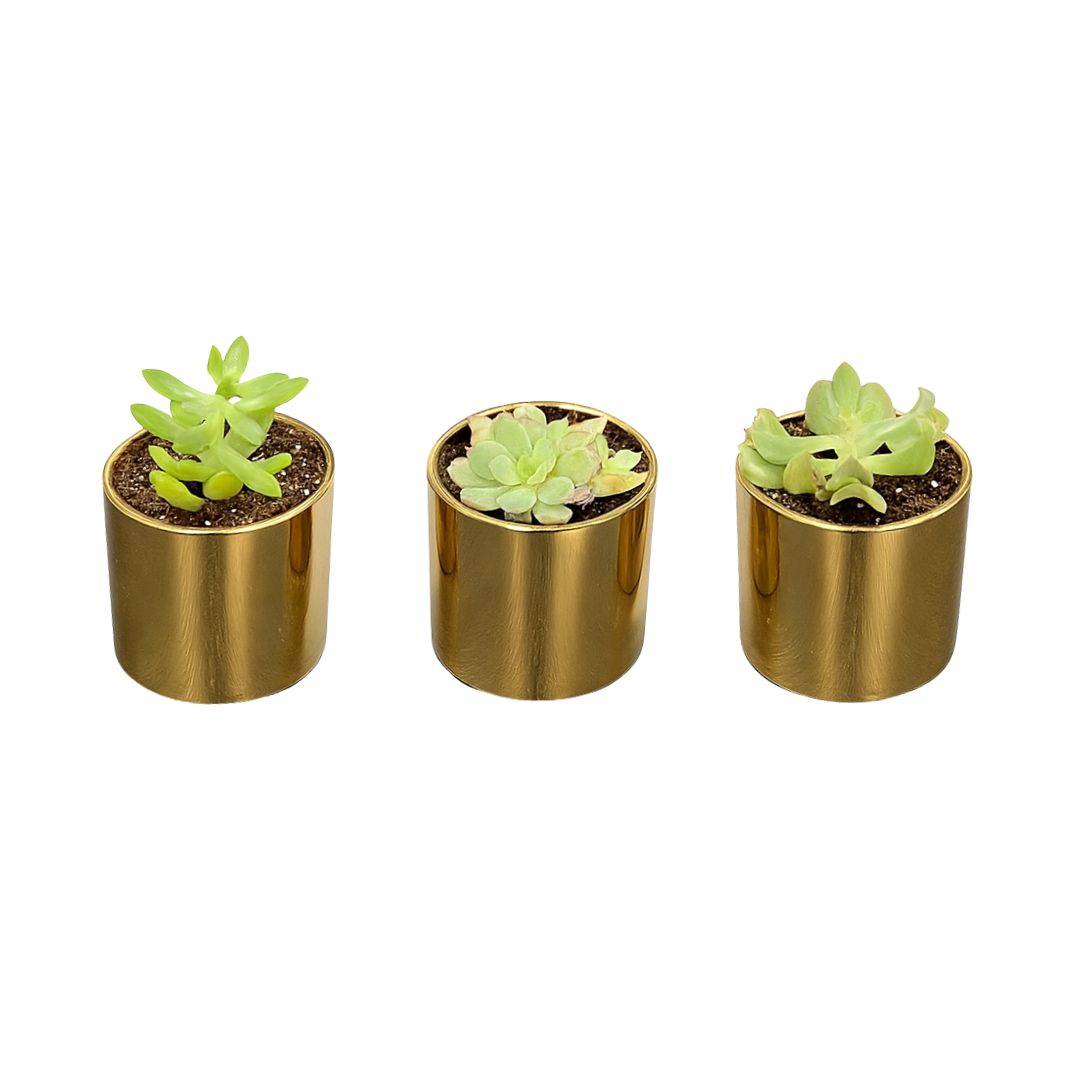 succulent in gold ceramic pot