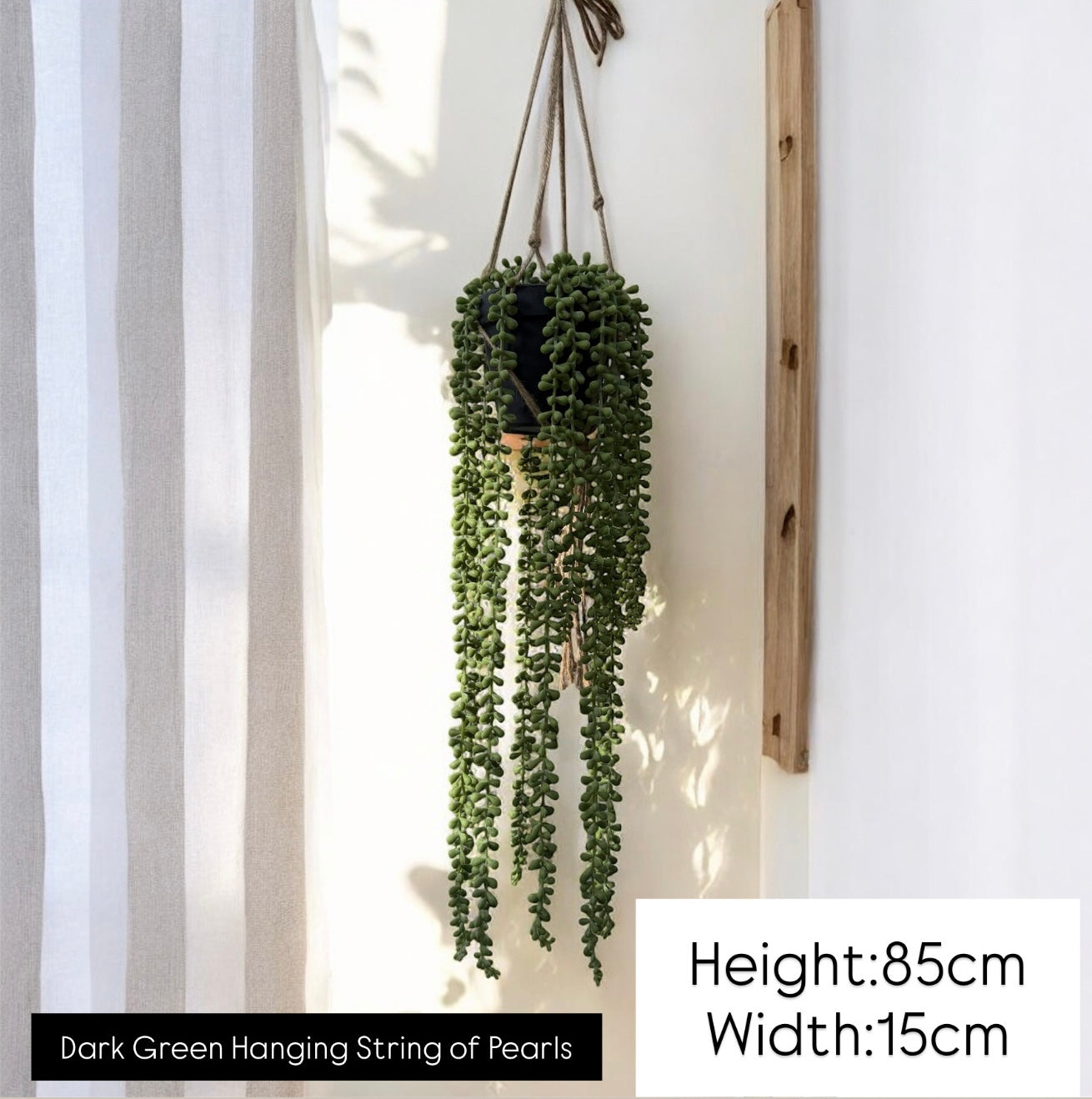 String of Pearl Hanging Plant with Pot