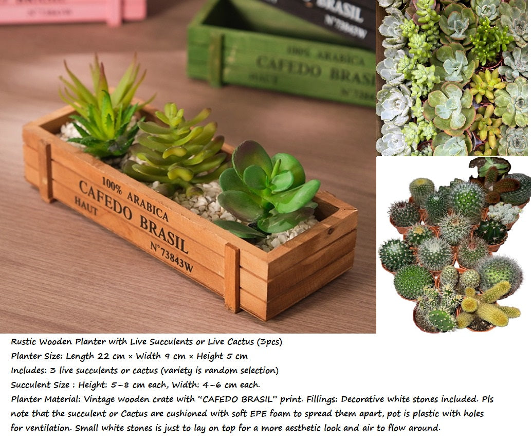 5cm Rustic Wooden Planter with Live Succulents or Live Cactus (3pcs) Aplant1260