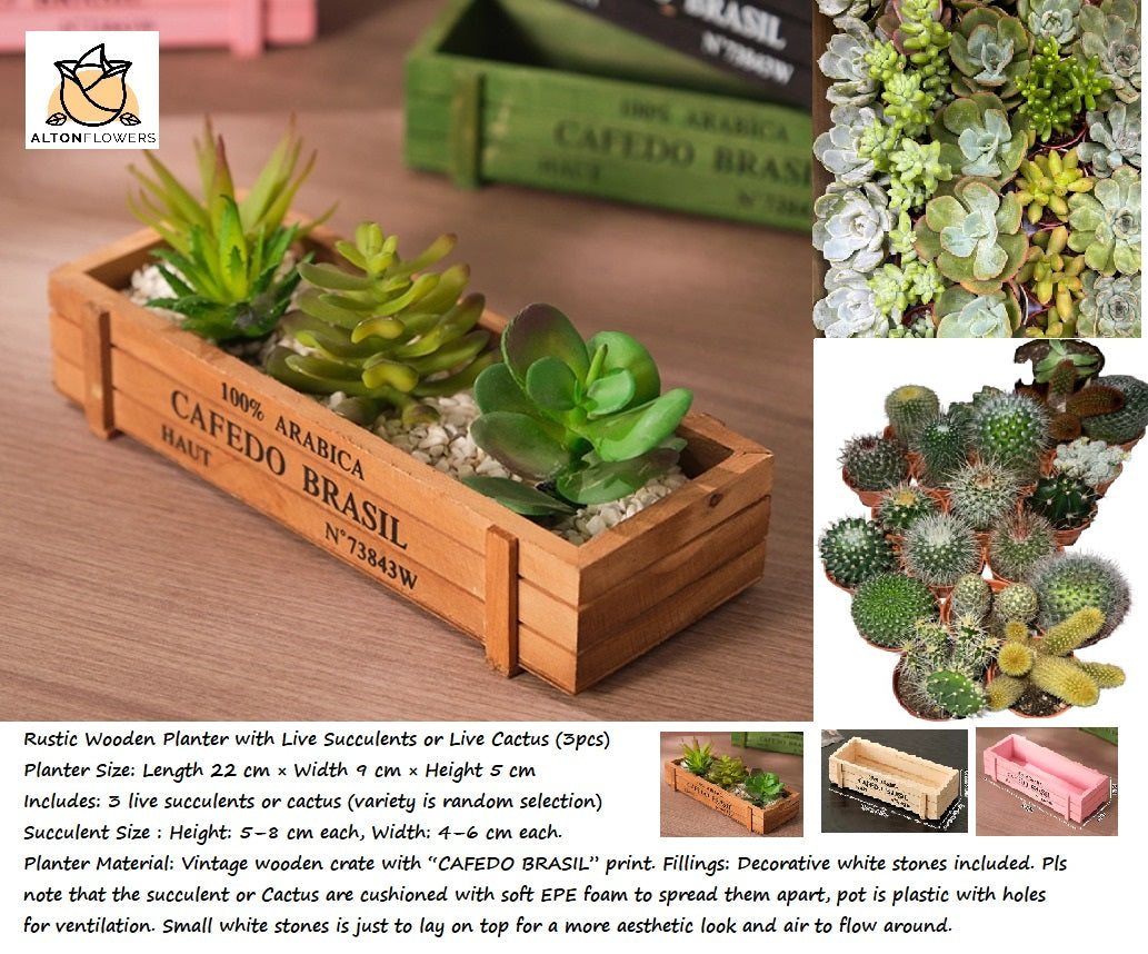 5cm Rustic Wooden Planter with Live Succulents or Live Cactus (3pcs) Aplant1260