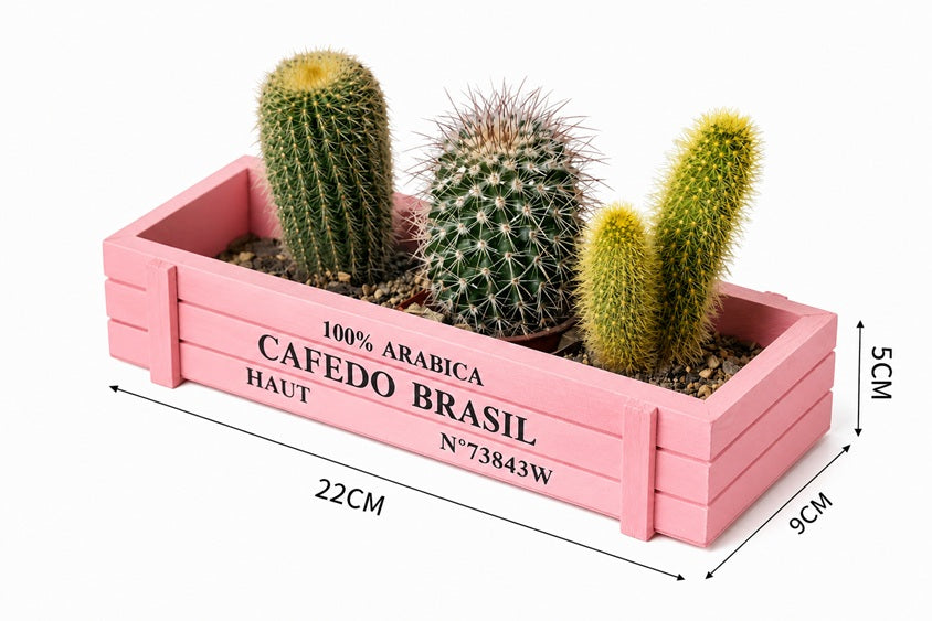 Rustic 5cm wooden crate planter with three live cacti and succulents, including barrel cactus and assorted mini succulents.
