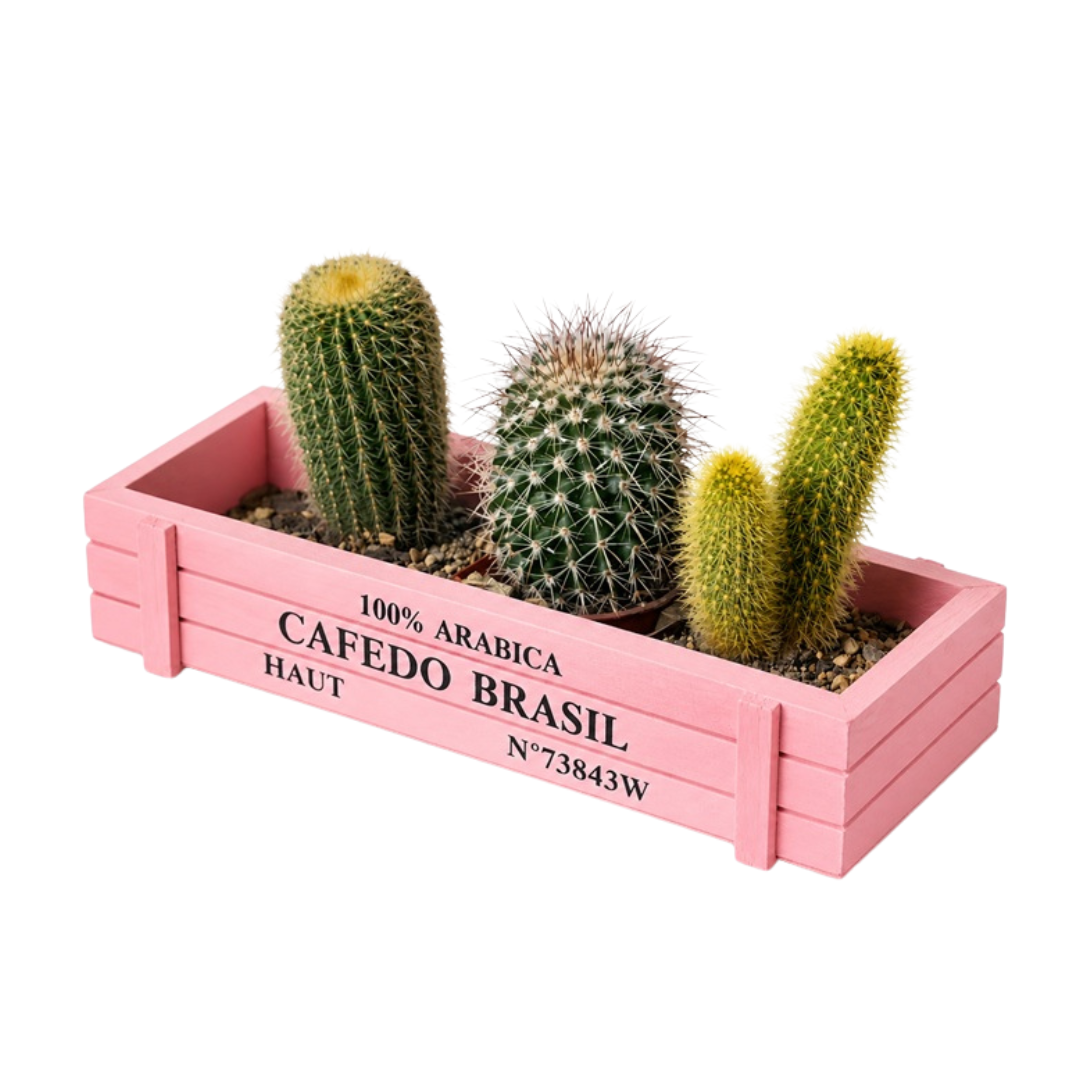 Rustic wooden crate planter with three live mini cactus and succulents, white decorative stones, column cactus, barrel cactus and assorted small plants