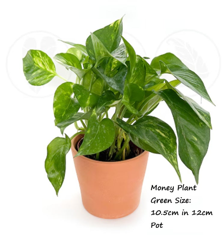 Live Money Plant Epipreminum Aureum in a plastic pot Aplant1266-1-MP x4 pots