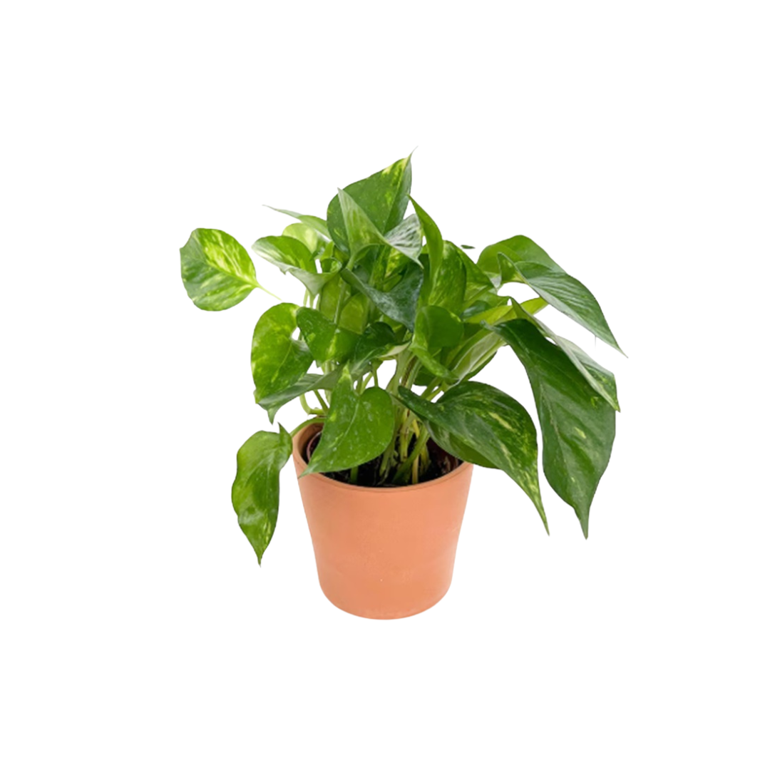 Live Money Plant Epipreminum Aureum in a plastic pot Aplant1266-1-MP x4 pots