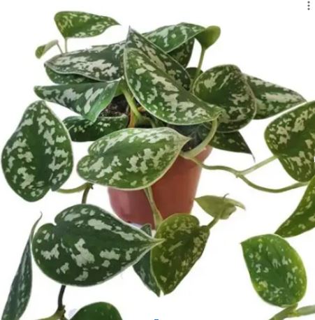 Live Plant Scindapsus Pictus Exotica in a plastic pot Aplant1266-10-SPE x2pcs