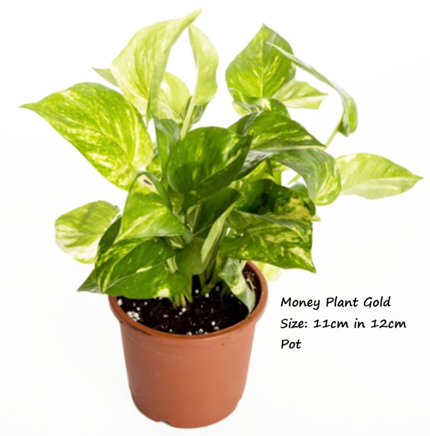 Live Money Plant Epipreminum Aureum in a plastic pot Aplant1266-2-MPG x4pcs