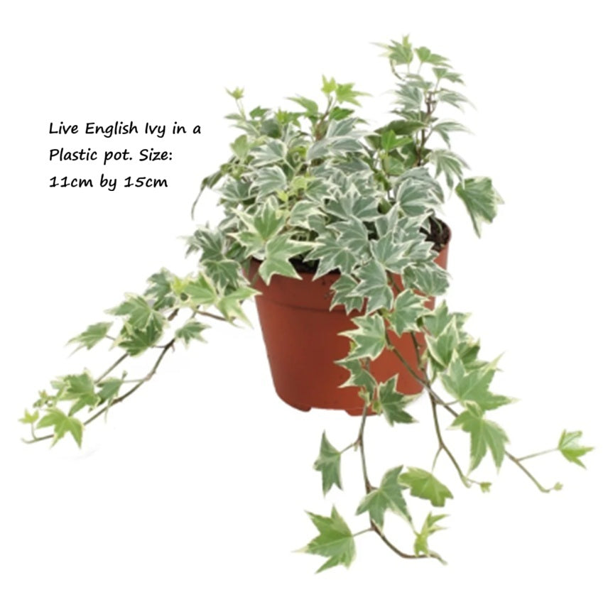Live Plant English Ivy Aplant1266-3-EI x2pcs
