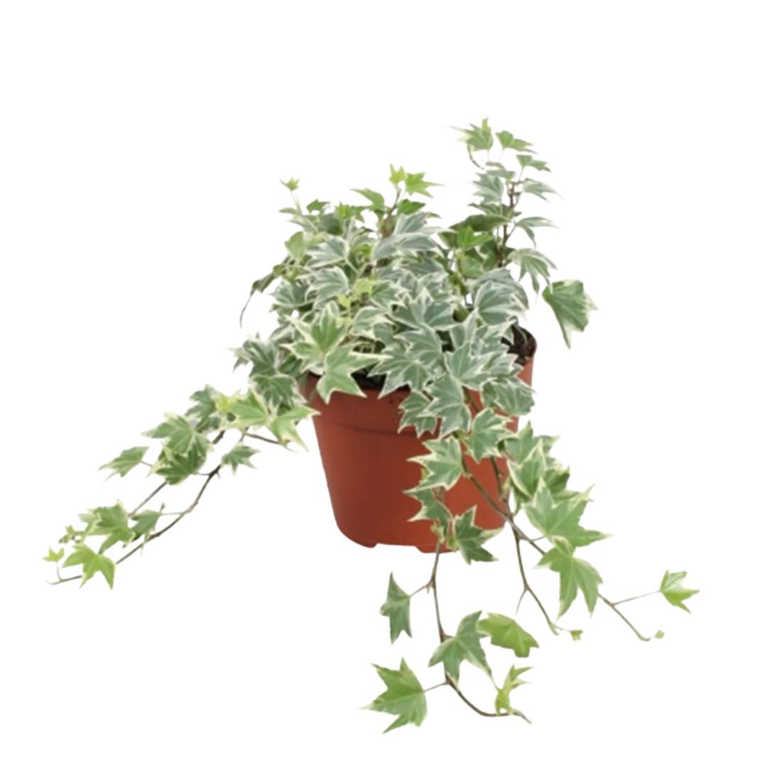 Live Plant English Ivy Aplant1266-3-EI x2pcs