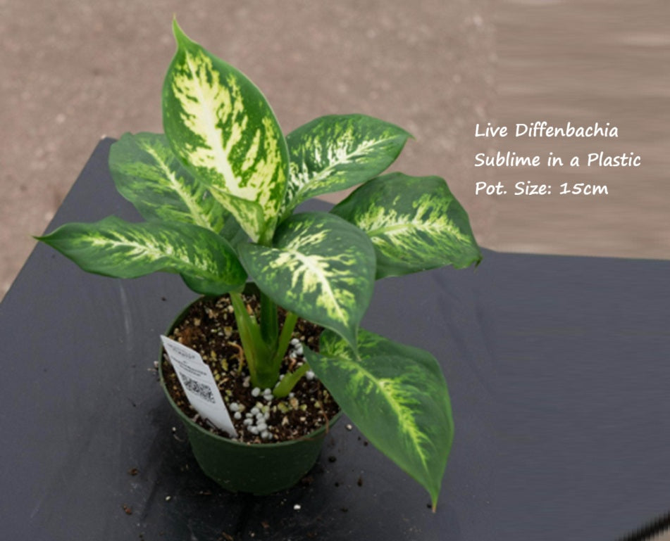 Live Plant Diffenbachia Sublime Aplant1266-4-DS x2pcs