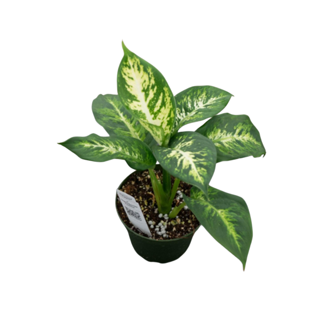 Live Plant Diffenbachia Sublime Aplant1266-4-DS x2pcs