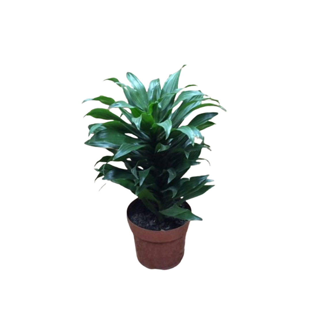 Live Plant Dracena Compacta Aplant1266-5-DC x2pcs