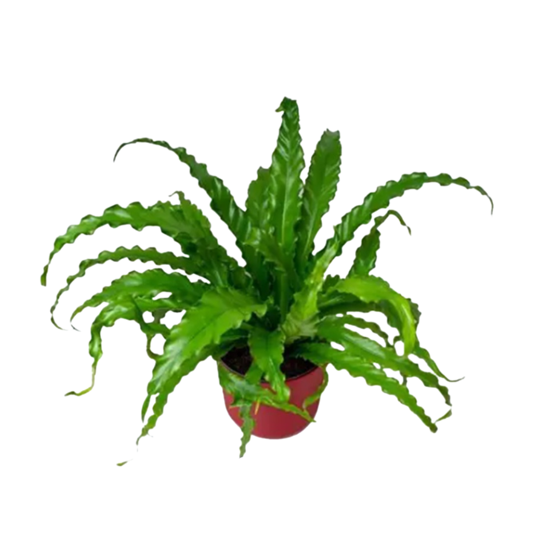 Live Plant Asplenium Nidus Osaka Aplant1266-6-ANO x2pcs