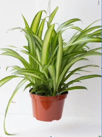 Live Plant Chlorophytum Comosum Spider Plant in a plastic pot Aplant1266-7-CCSP x3pcs