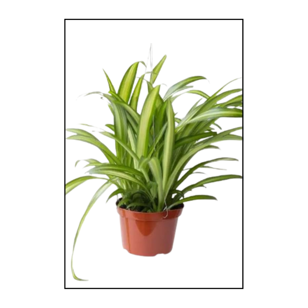 Live Plant Chlorophytum Comosum Spider Plant in a plastic pot Aplant1266-7-CCSP x3pcs